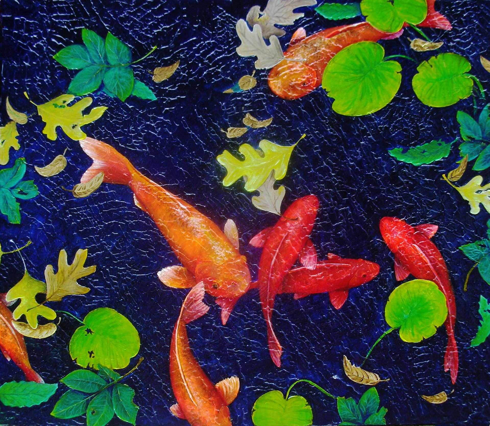 Coy Koi