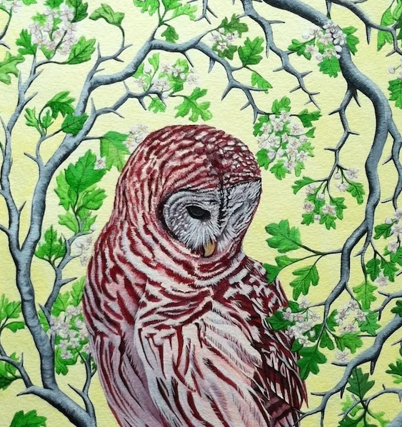 M.Bremner_Owl_in_the_Hawthorn.jpg