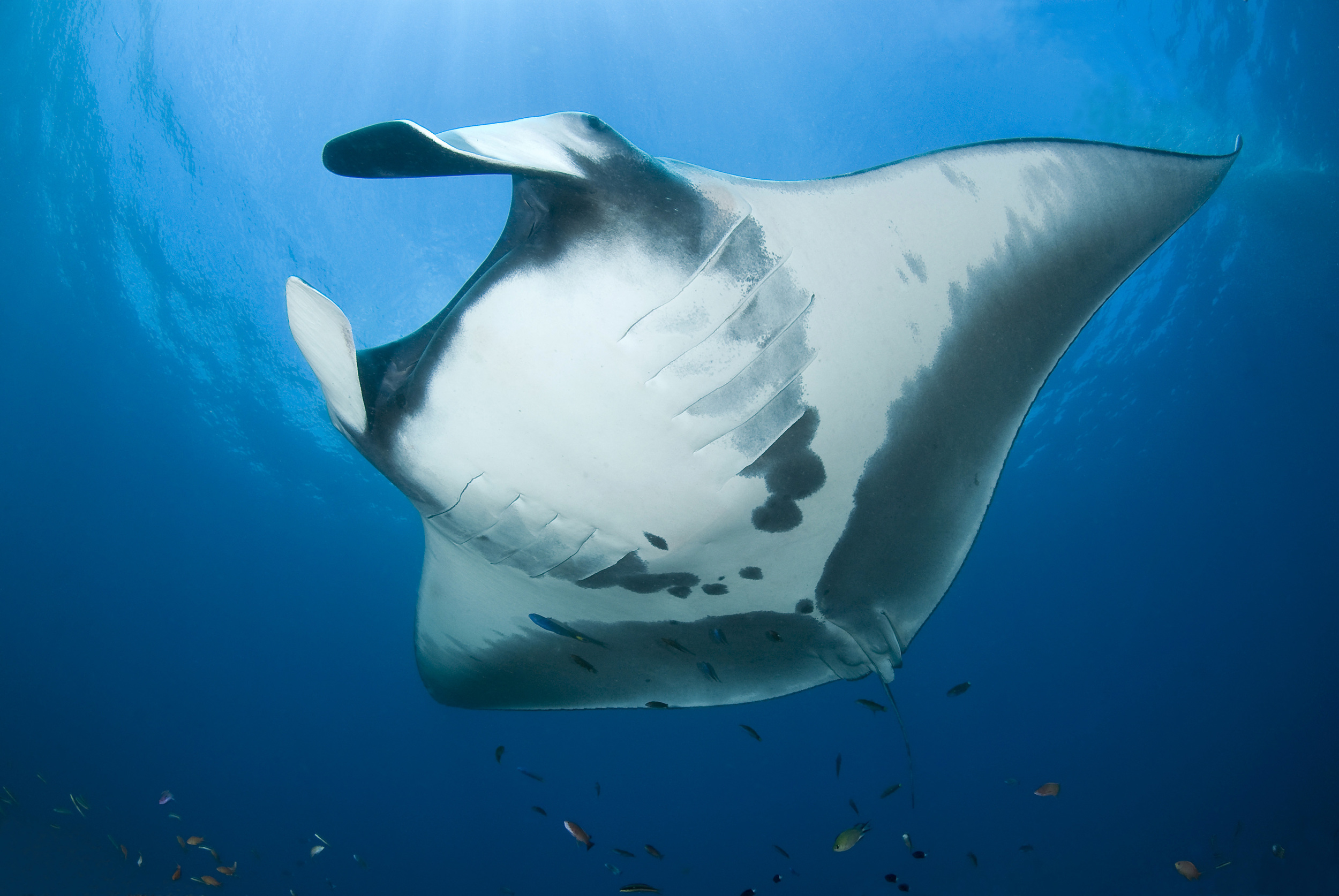 Manta birostris BurtJones Dampier.jpg
