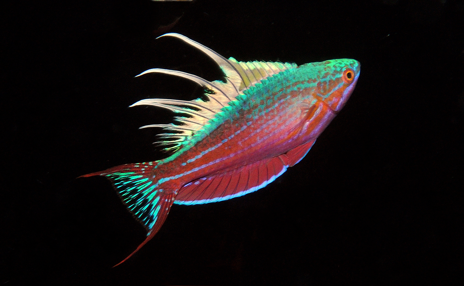 Paracheilinus cyaneus.jpg