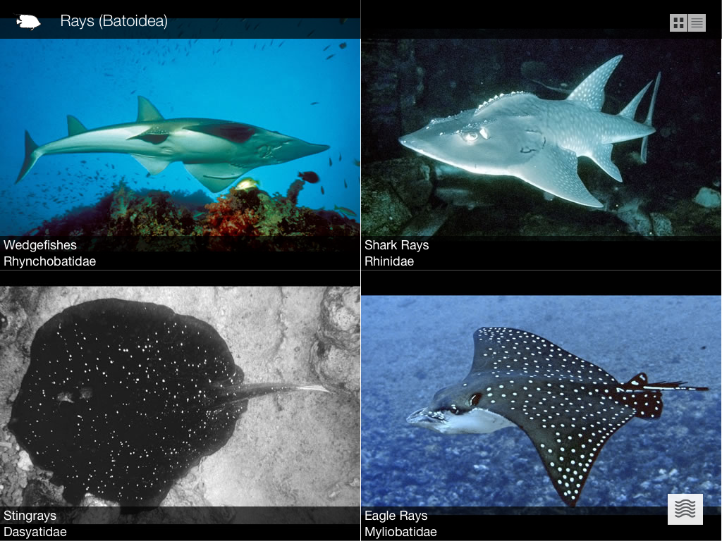 9_Ray_Fish_Classification_Grid_View.png
