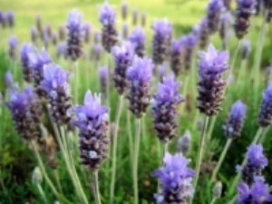 Lavender promotes relaxation and a restful night's sleep.