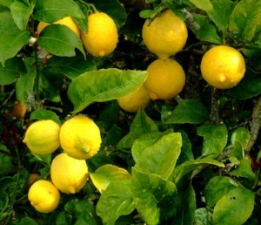 Lemon can be used to clean and freshen your home, and also has anti-anxiety properties when used aromatically.