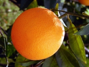 Orange boosts energy, and smells amazing when combined with cardamom or ginger!