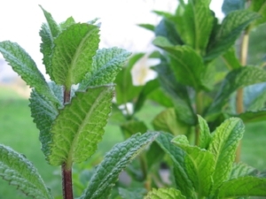 Peppermint relieves headaches and other aches and pains when diffused or applied topically. Can also help improve mood, and help clear airways when congested.