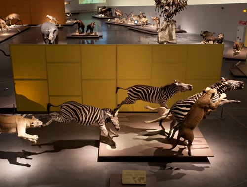 museum display of animal mounts for Robotic Decoys