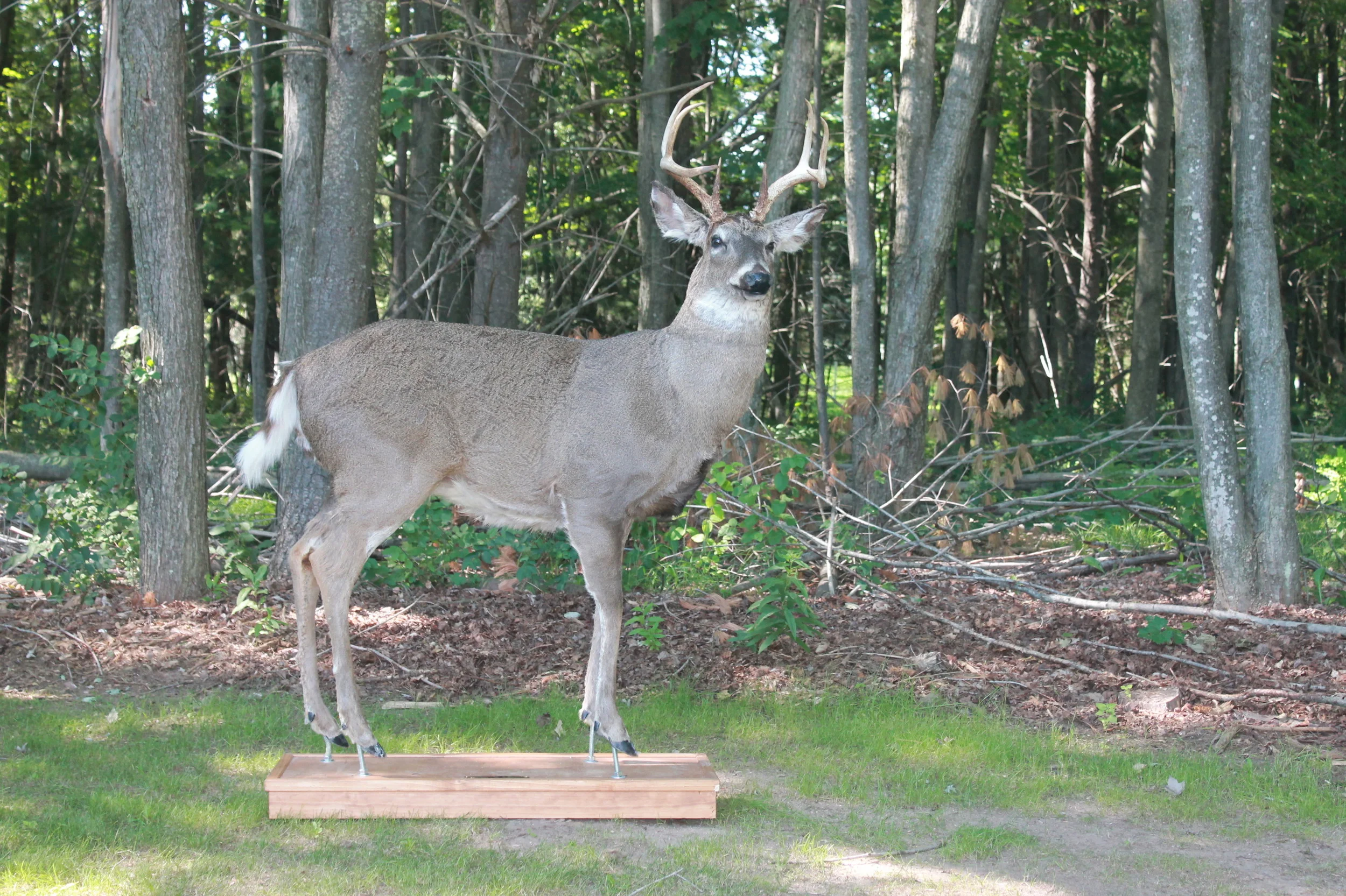 Deer — Decoys - Custom Robotic Wildlife Decoys