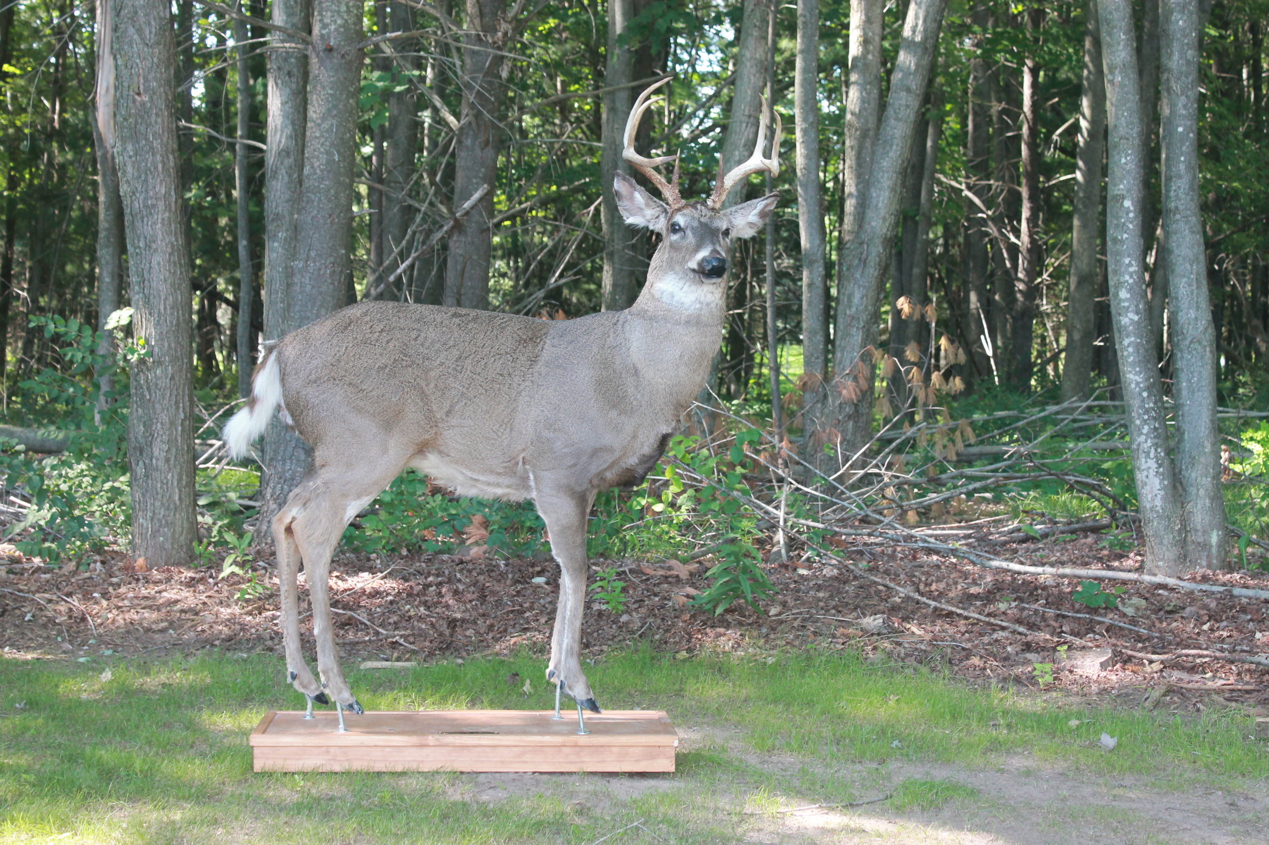Extra Large Whitetail — Robotic Decoys Custom Built Robotic Wildlife