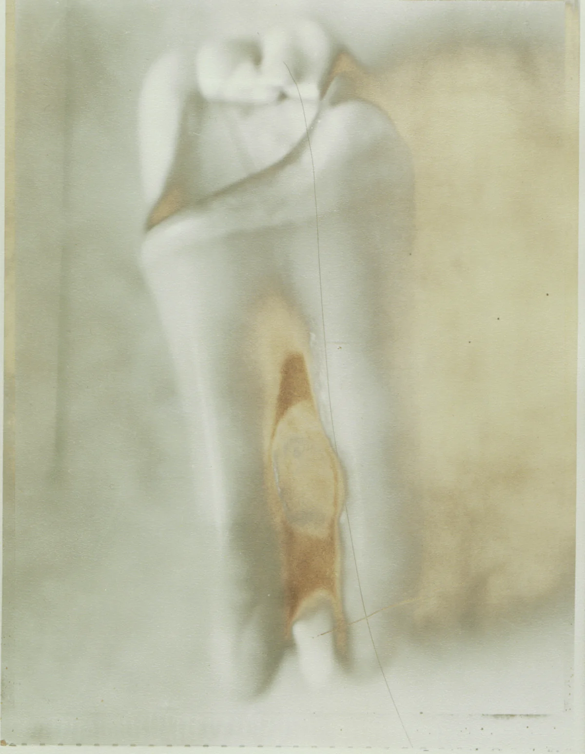 Jean Pagliuso - Still Life