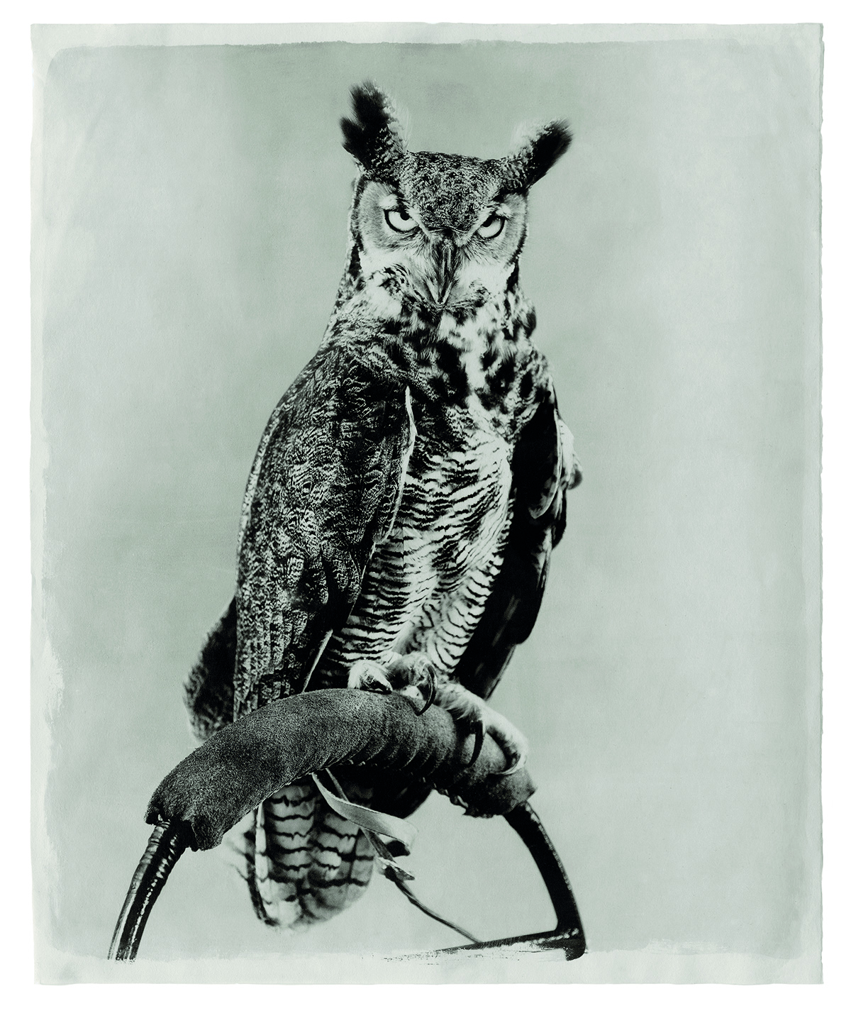 Jean Pagliuso - Owl Suite