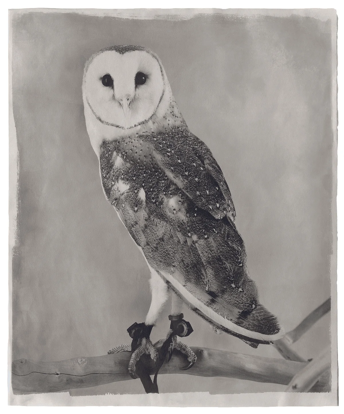 Jean Pagliuso - Owl Suite