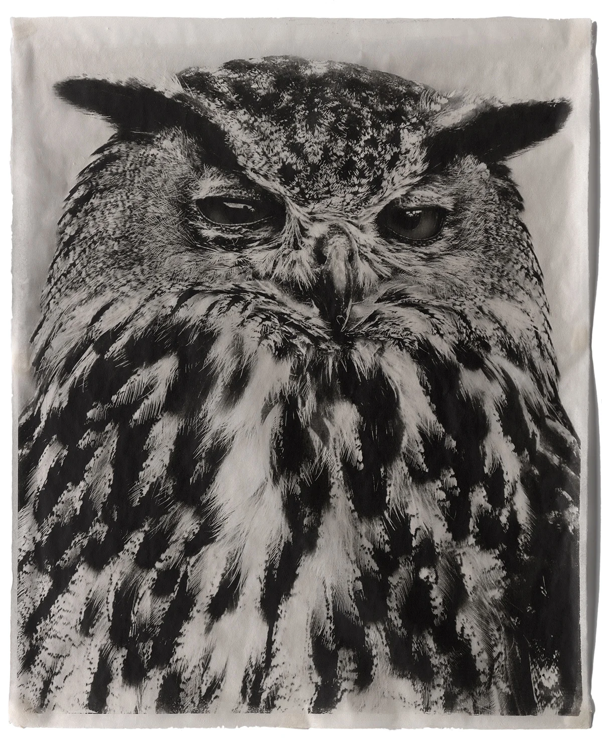 Jean Pagliuso - Owl Suite