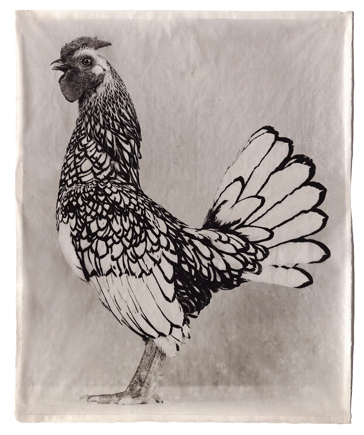 Jean Pagliuso - Poultry Suite
