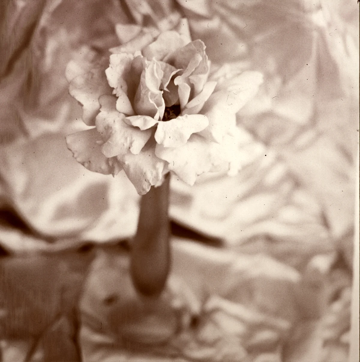 rose 2.jpg
