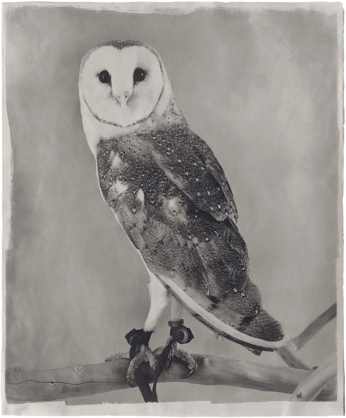 150 Owl XV, 2011 copy.jpg