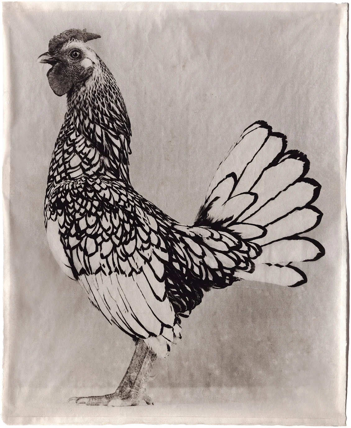 III-1 Variegated #10, 2005 copy.jpg