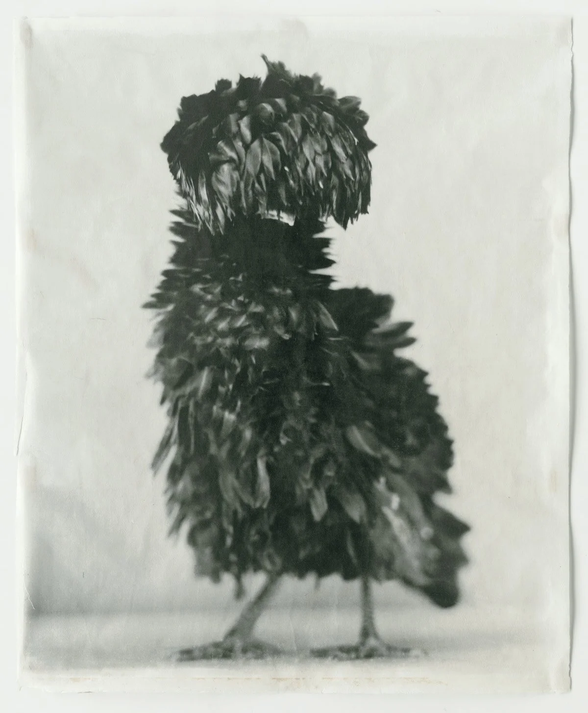 Black _20 2009.jpg