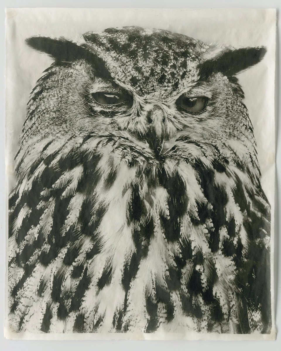 OWL V.jpg