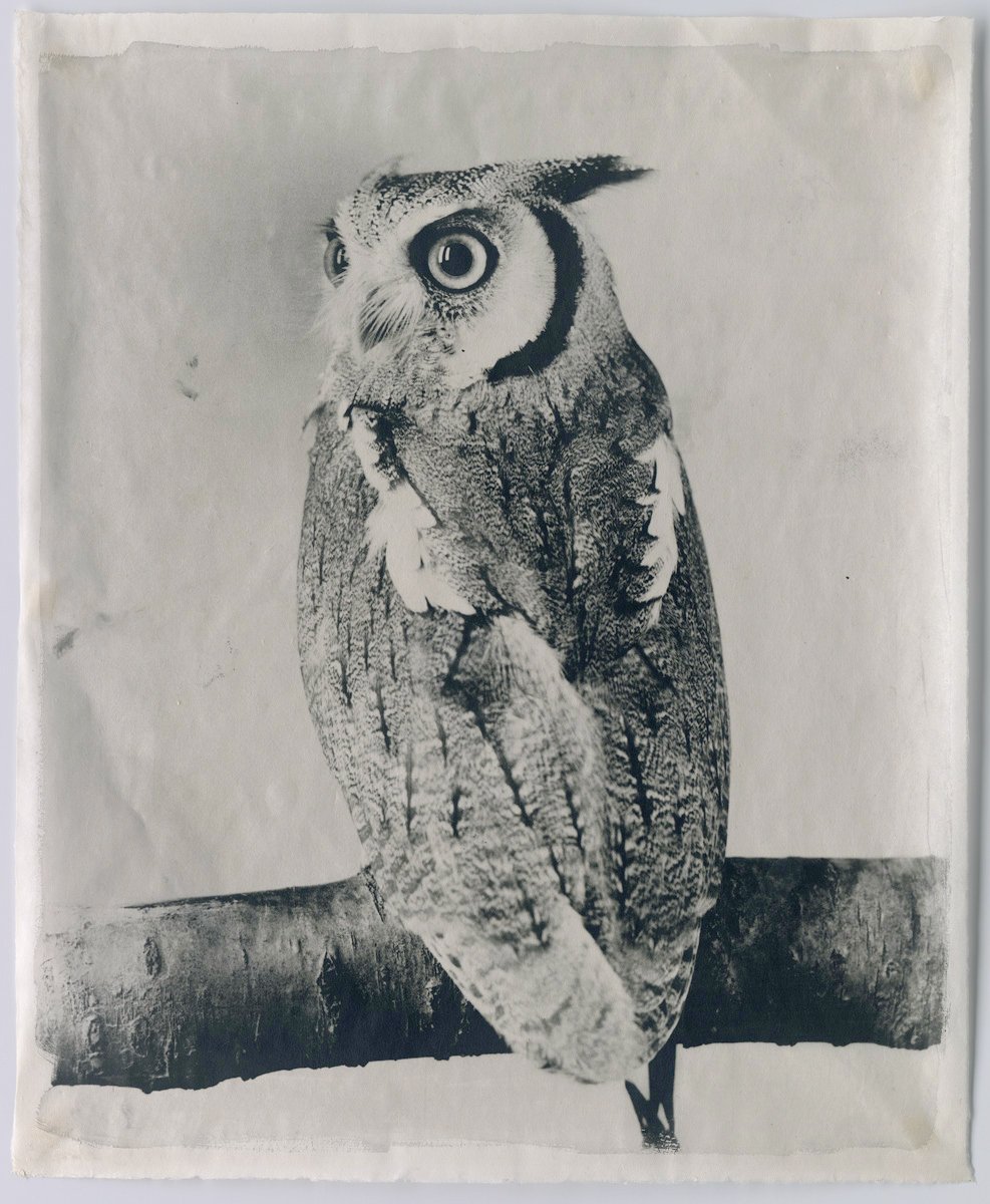 OWL I, 2009.jpg