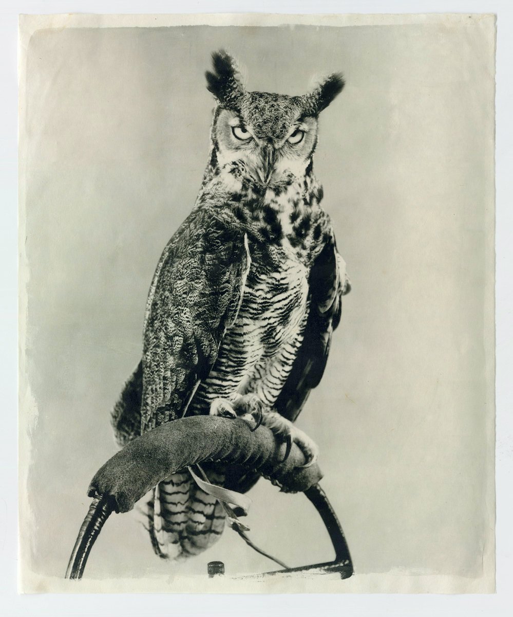 Owl XIV, 2011.jpg
