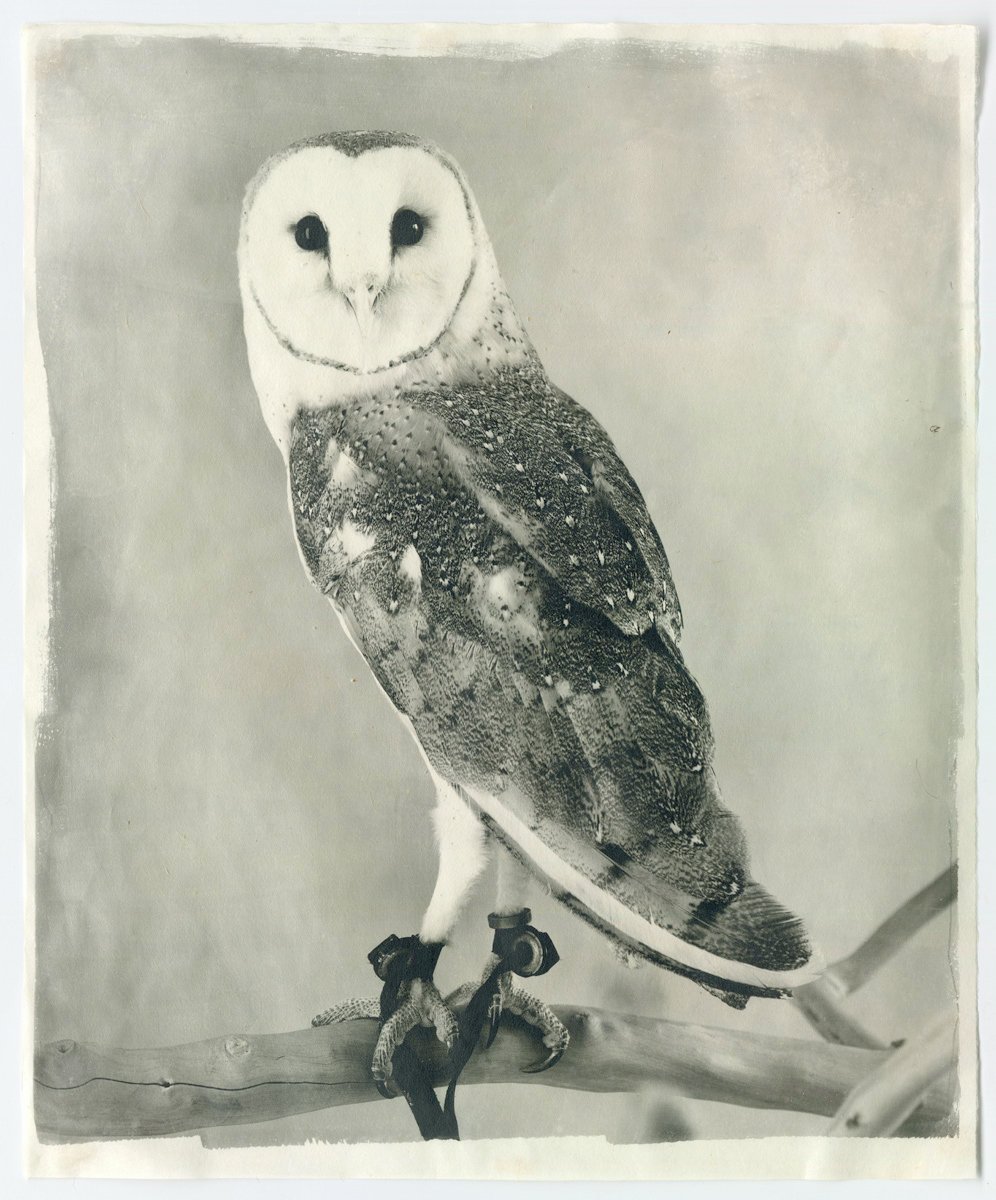 Owl XV.jpg