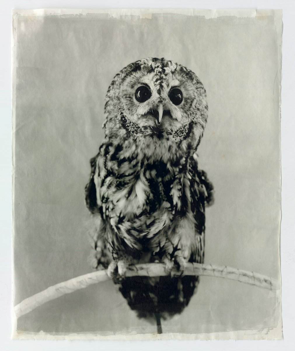 Owl XII.jpg