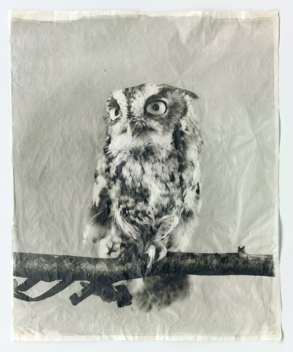 Owl XIII.jpg