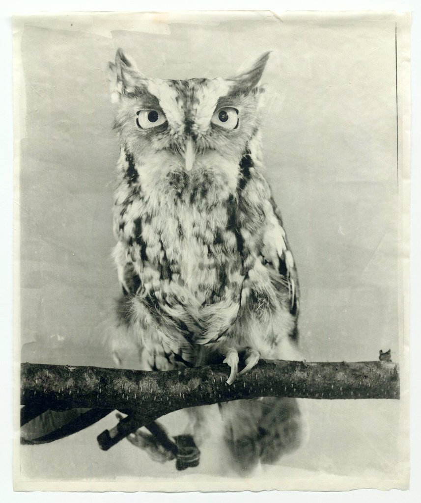 Owl XVI.jpg