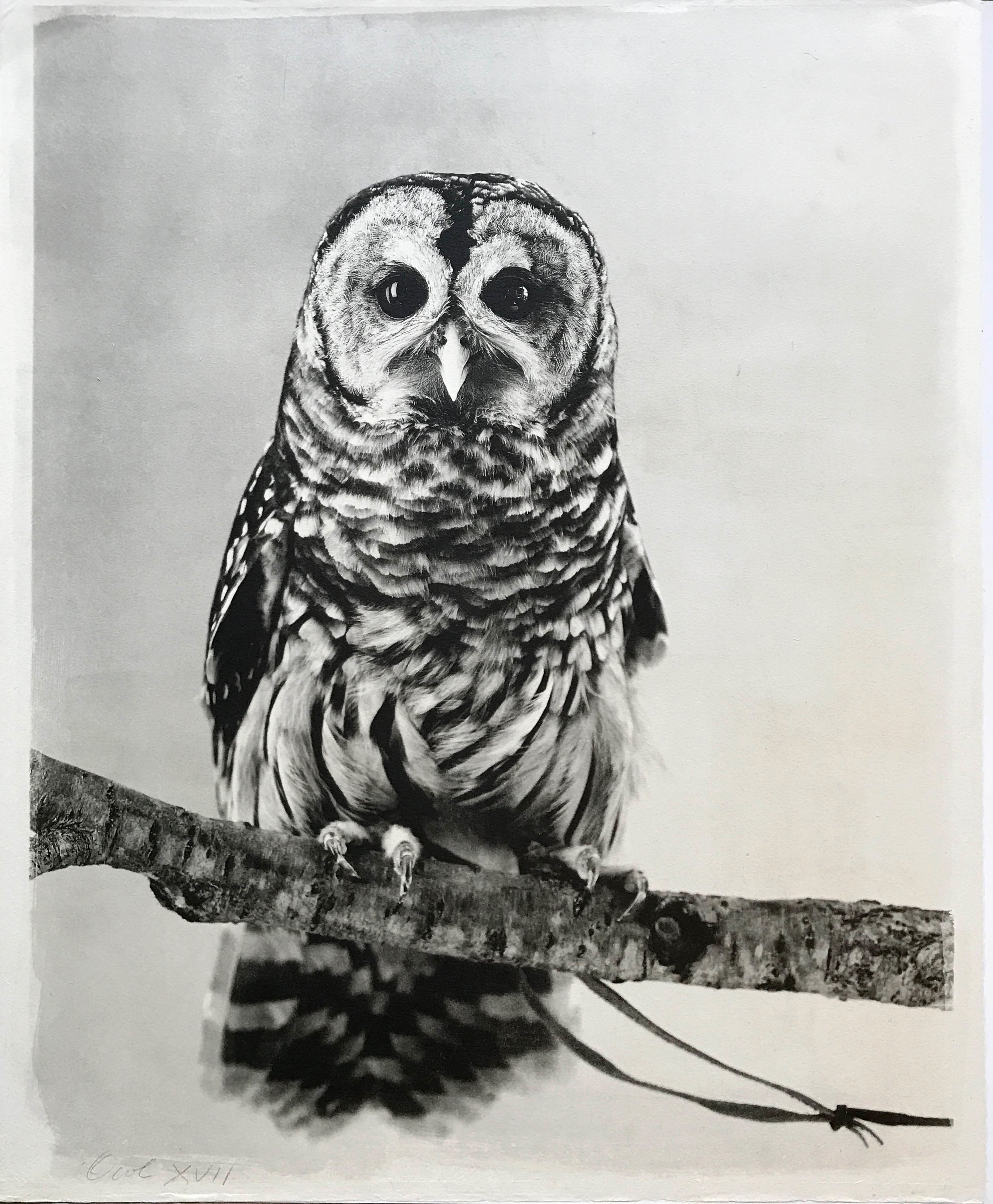 Owl XVII, 2017.jpg