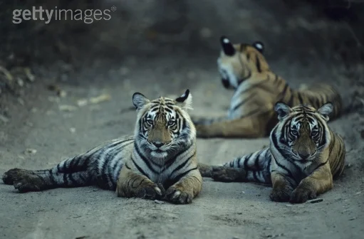 Photo by Anup Shah/Photodisc / Getty Images