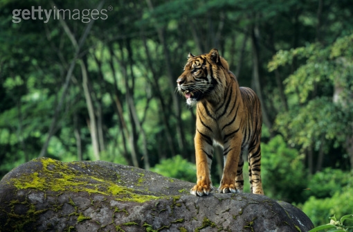 Photo by Tom Brakefield/Stockbyte / Getty Images