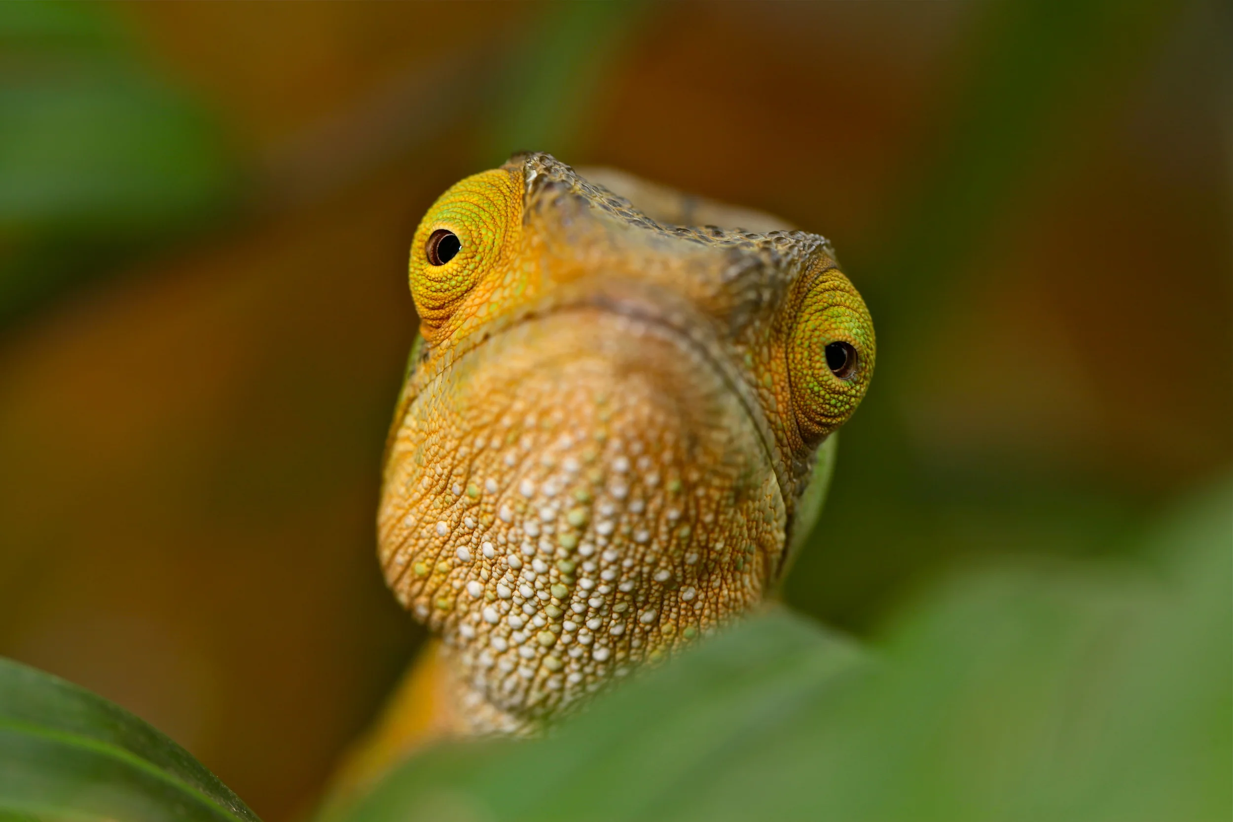Sad Lizard Face