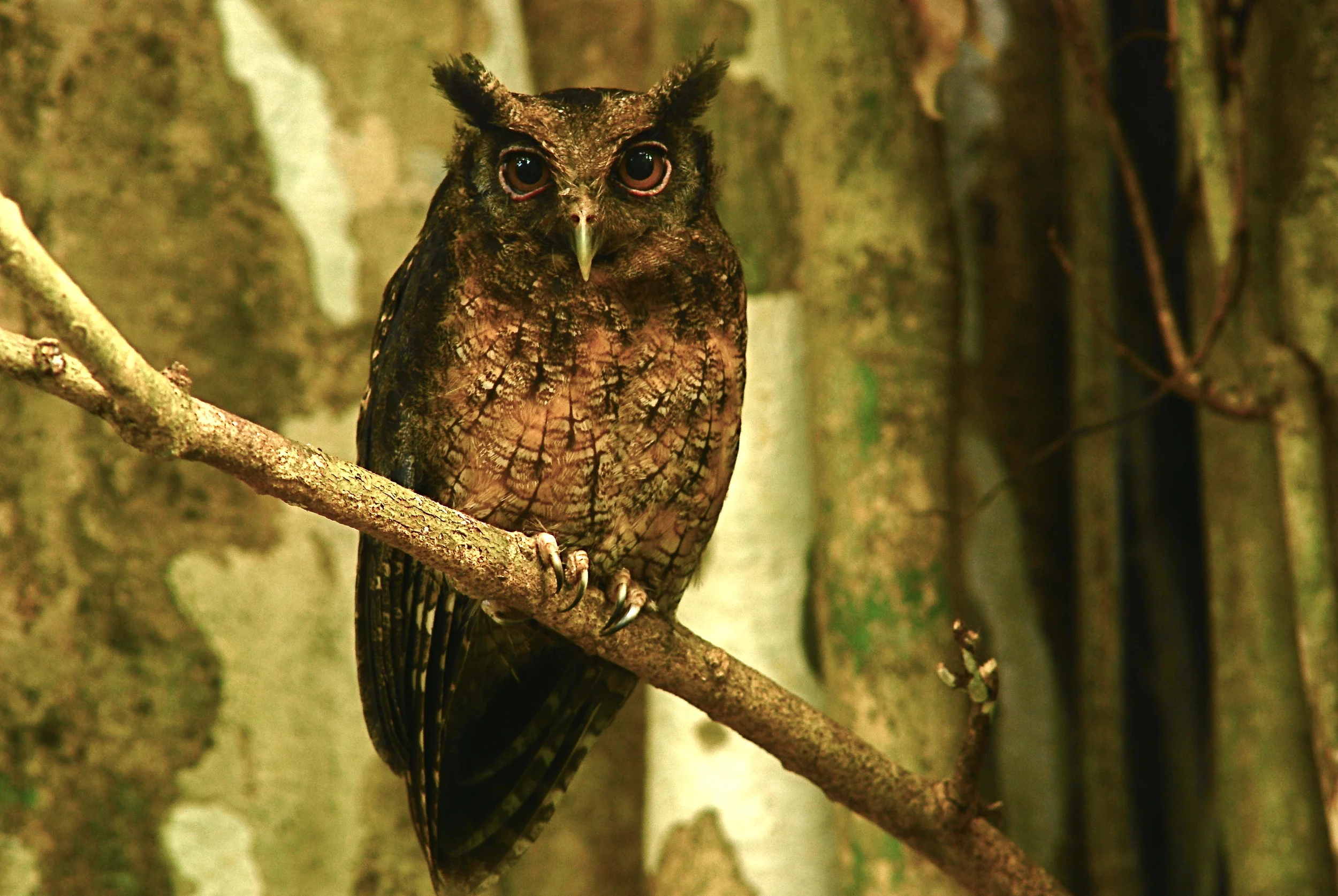 Screech Owl.JPG