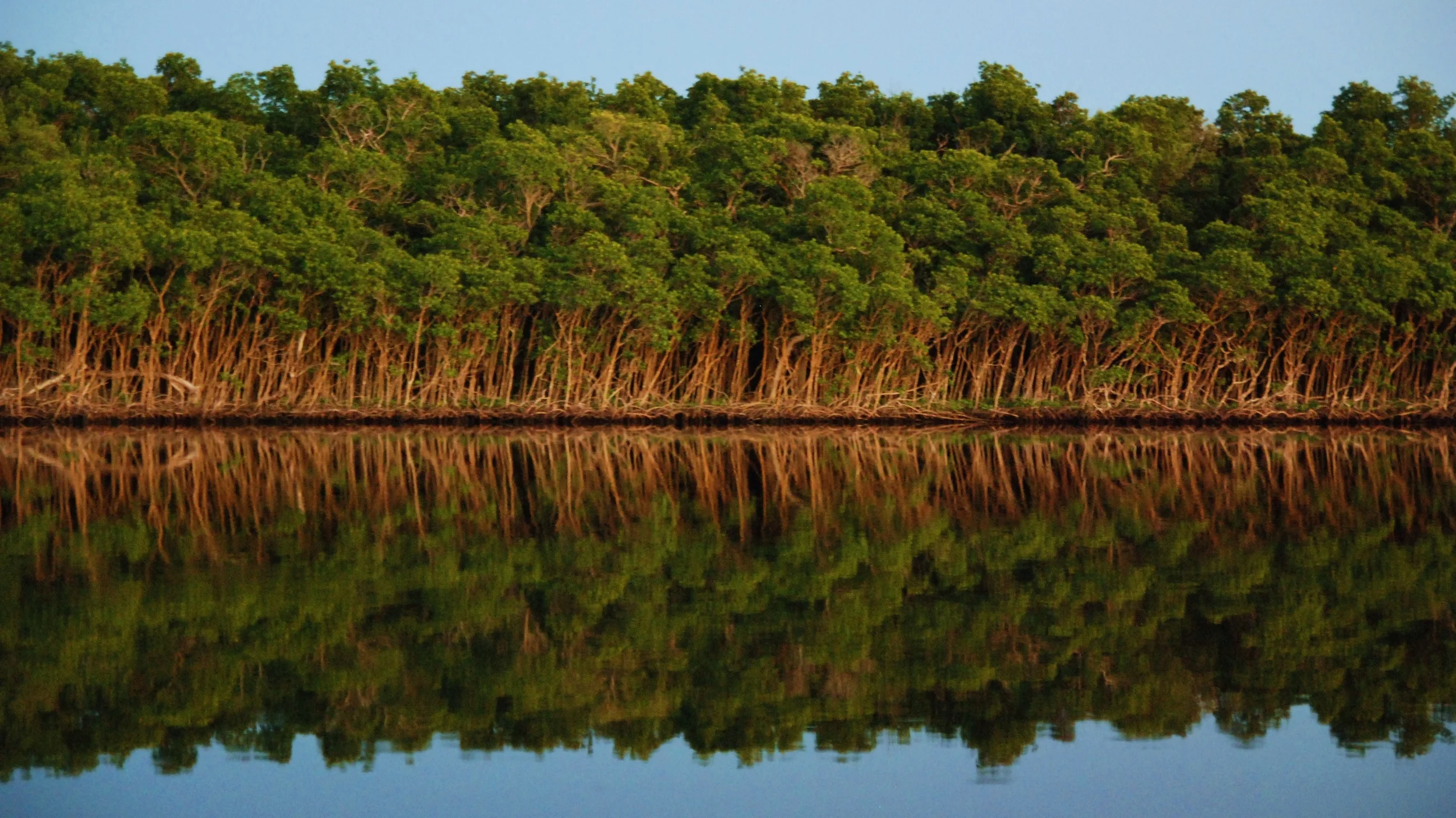 Everglades.jpg