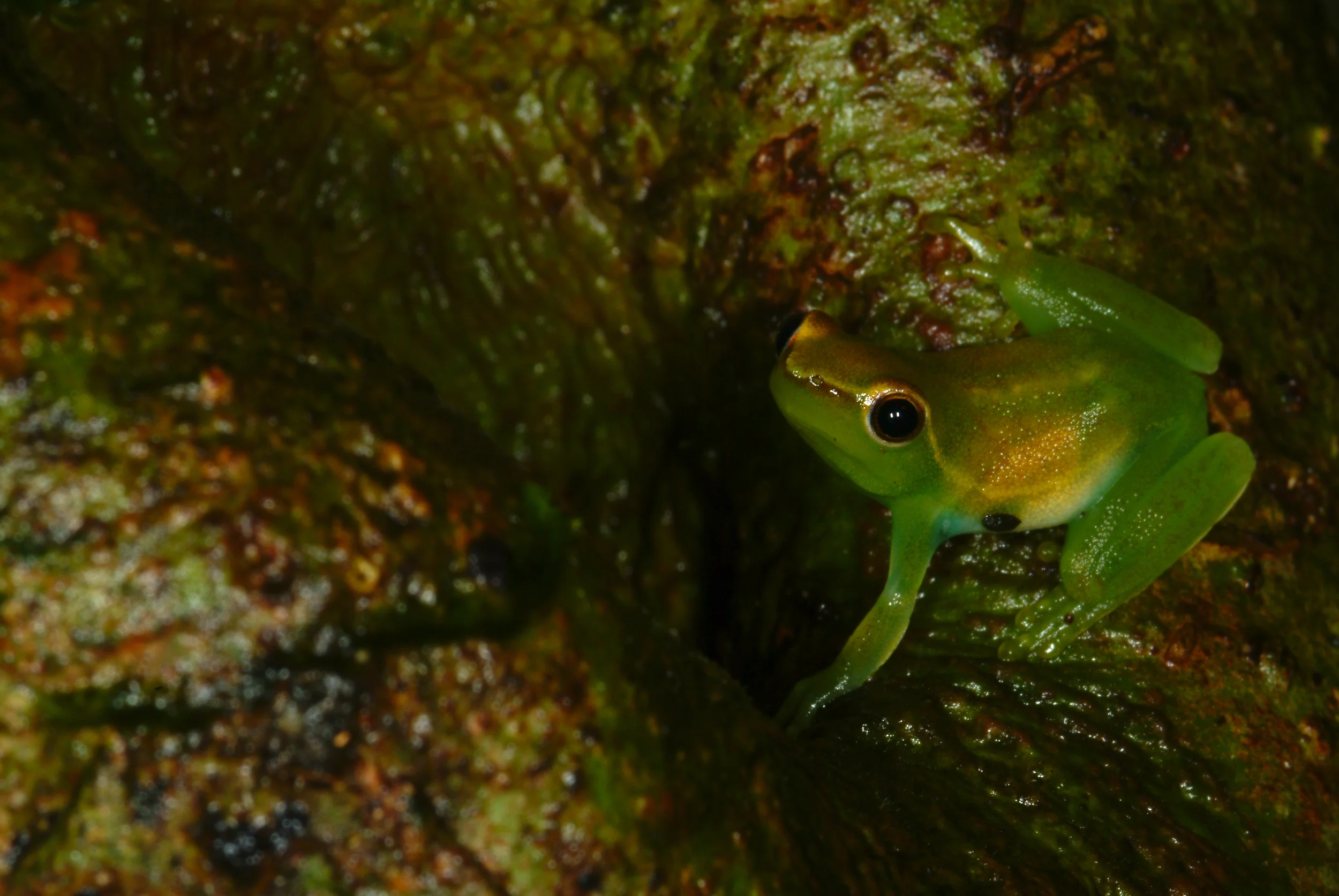 Mini Green Hylid on Tree.jpg