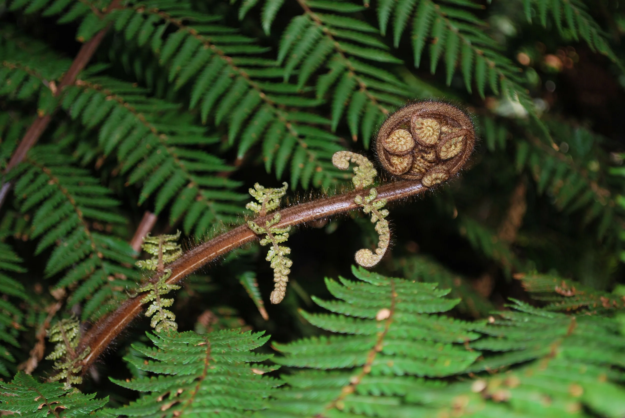 Springtime Fern, The Chasm, Near Milford Sound, New Zealand