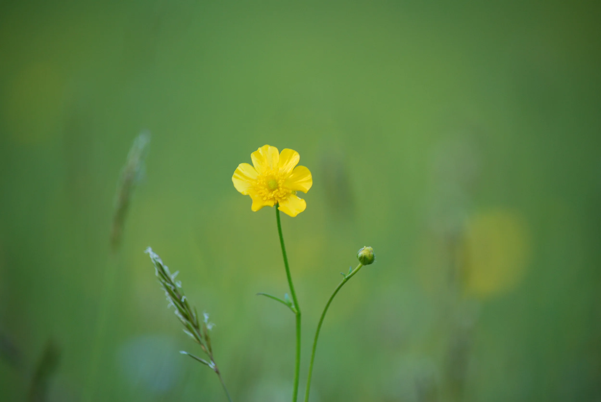 Buttercup, Lauterbrunnen, Switzerland