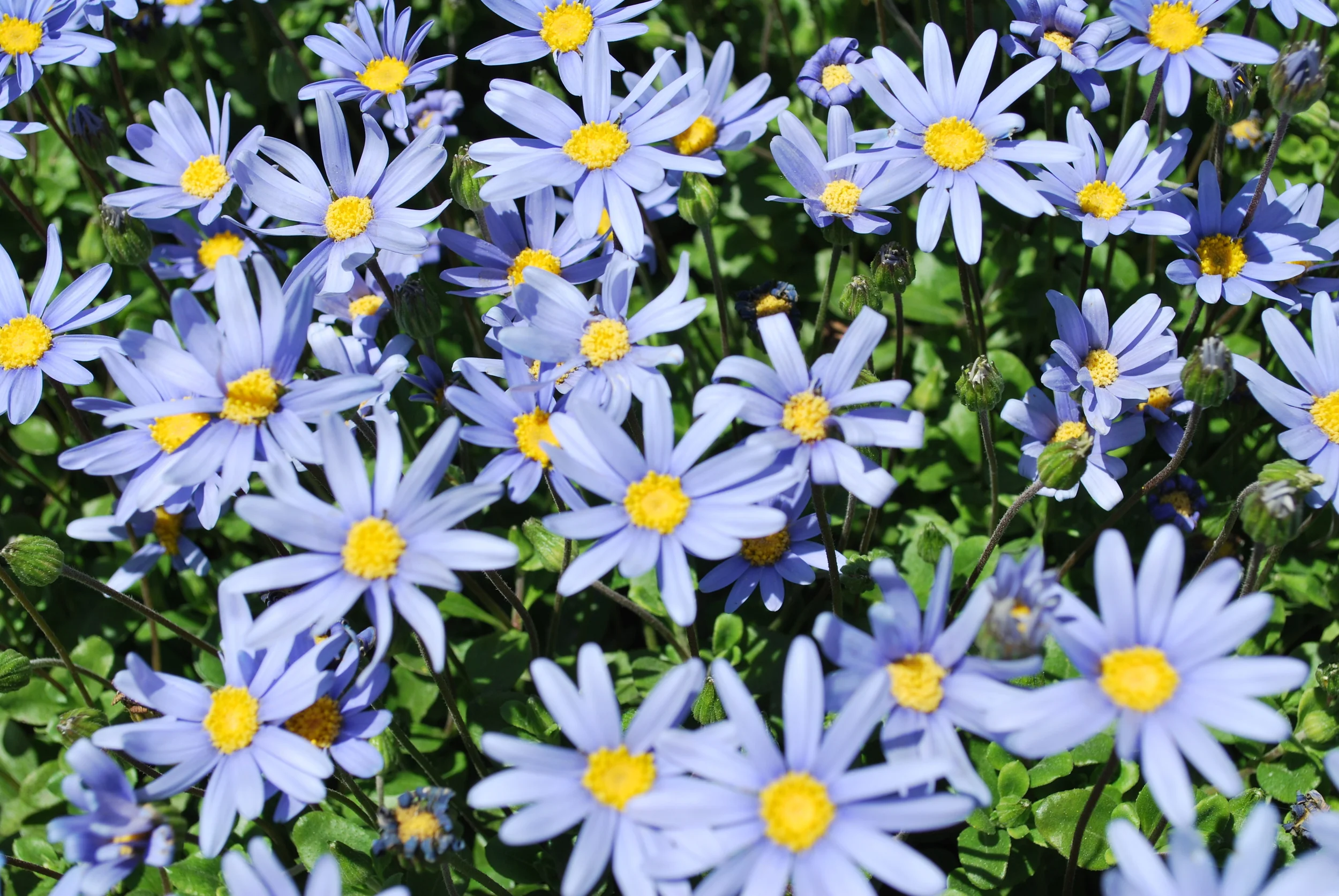 Blue Asters, Christchurch, New Zealand