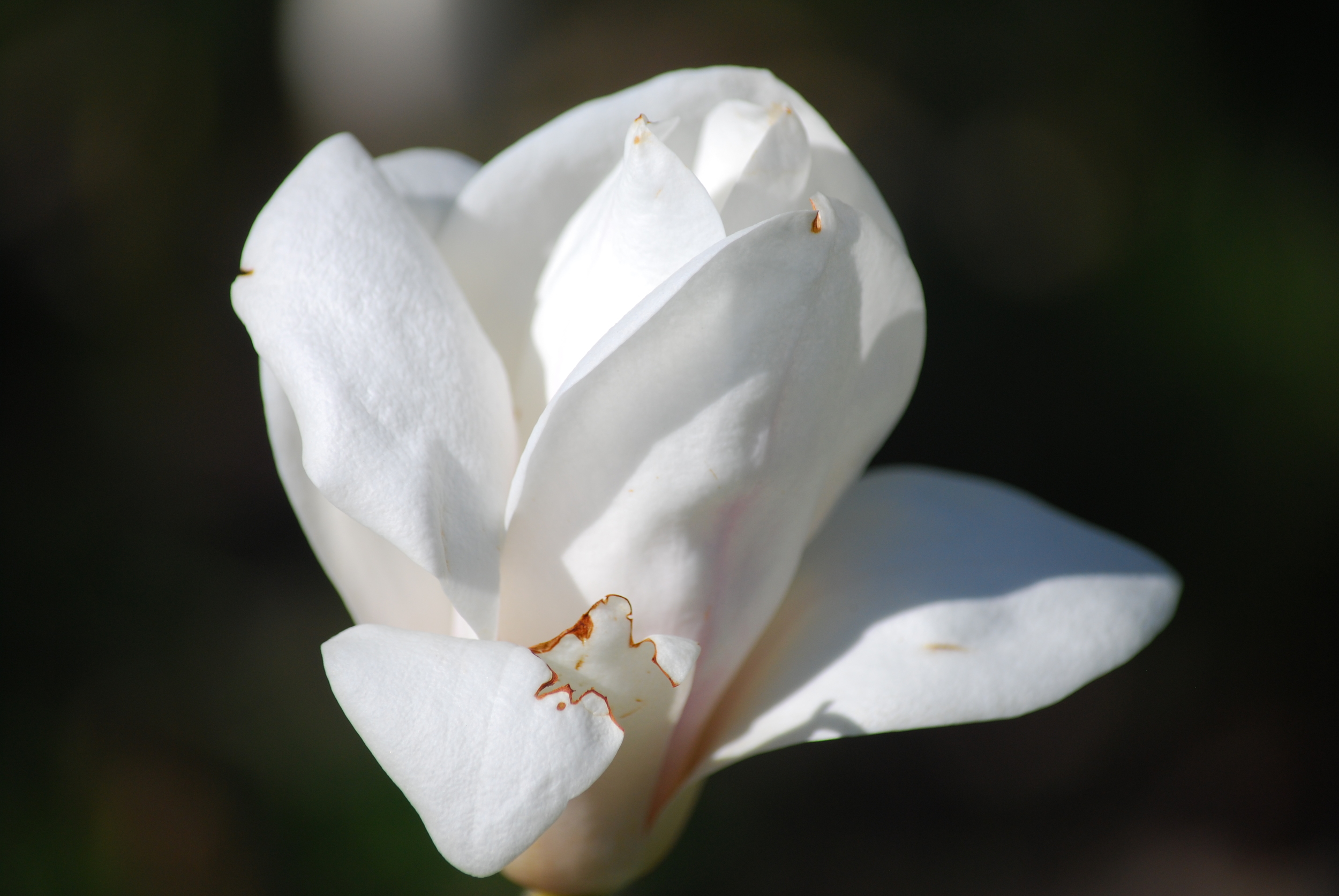 Magnolia, Kew Gardens, London, England