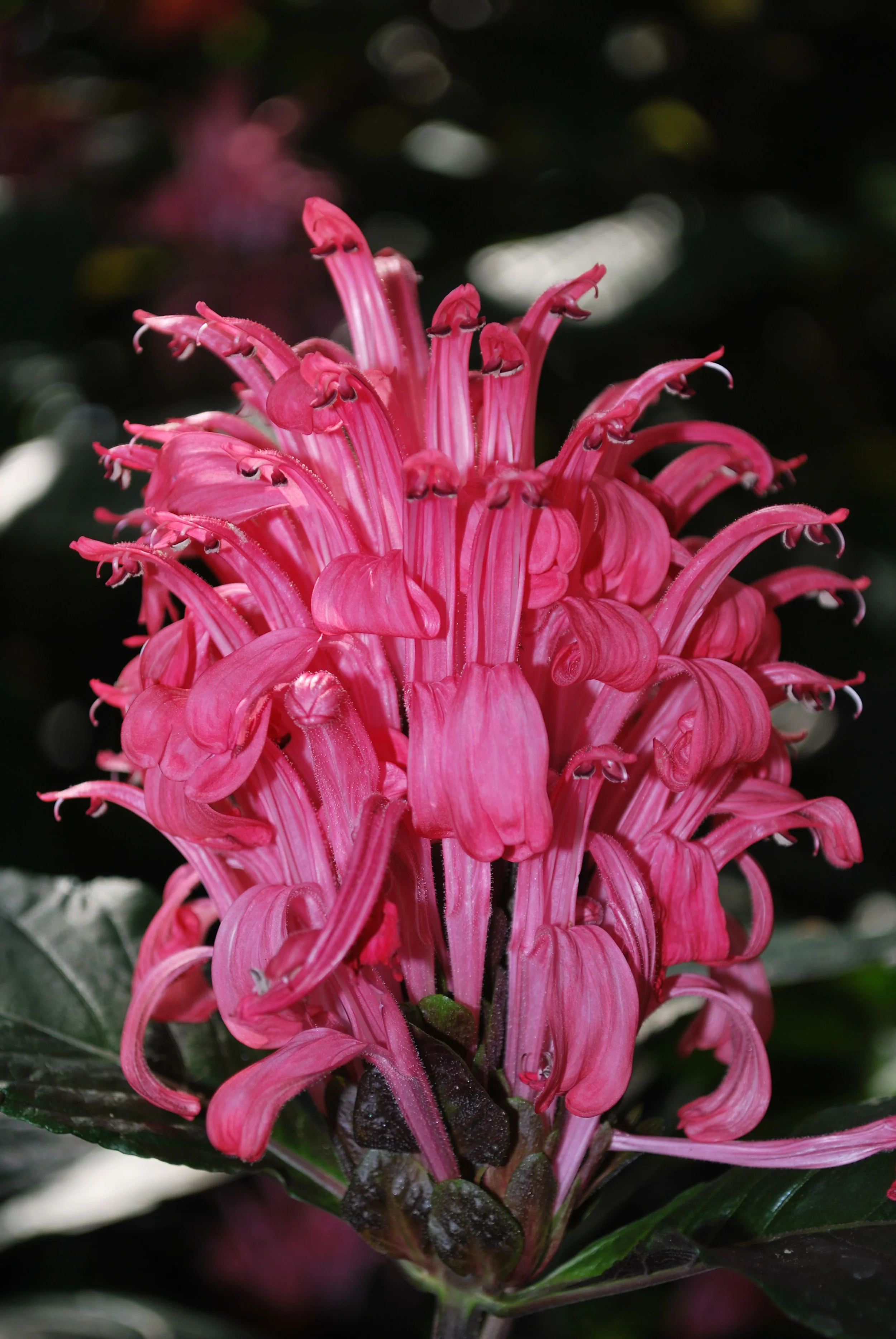 Kew Gardens, London, England