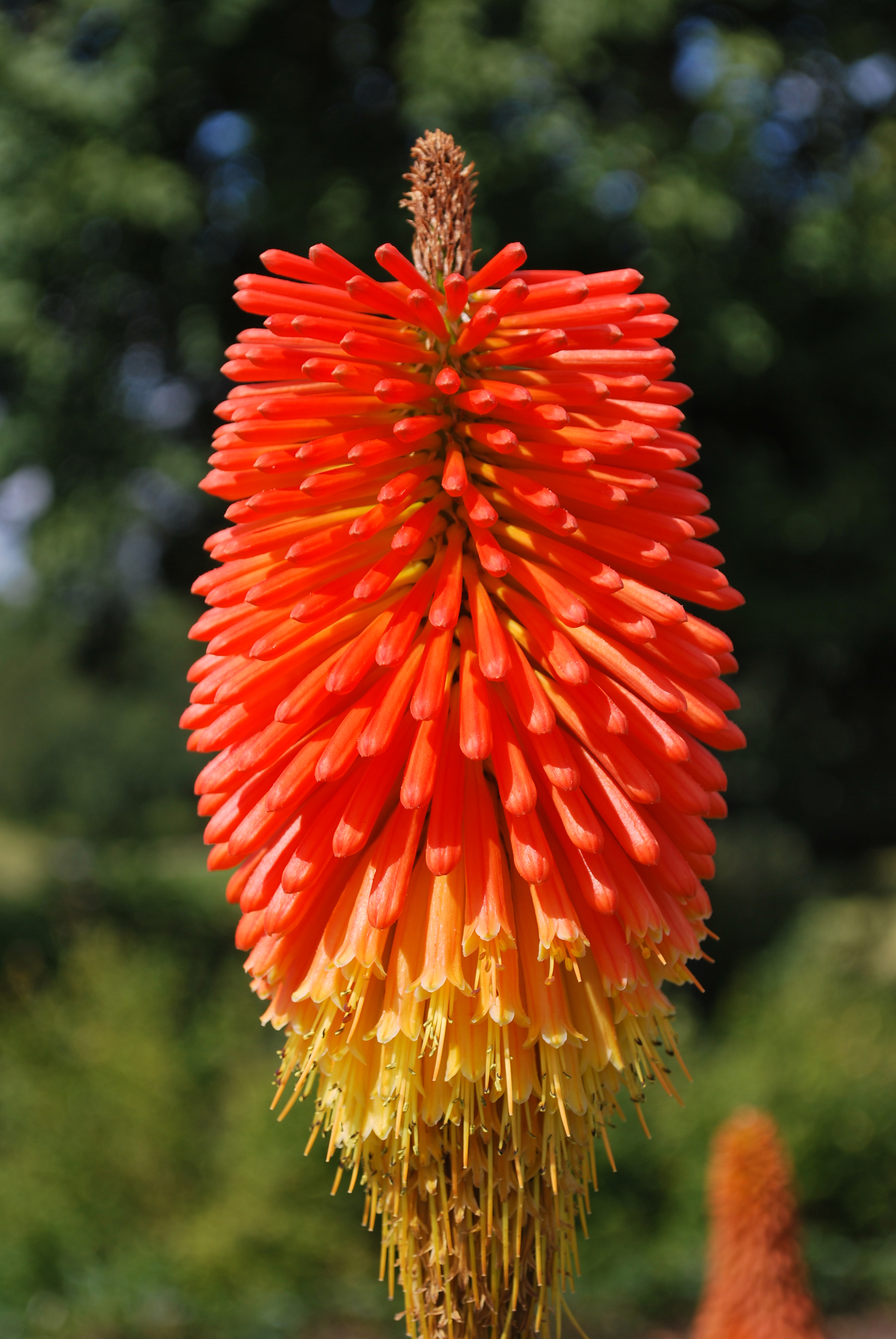 Kew Gardens, London, England