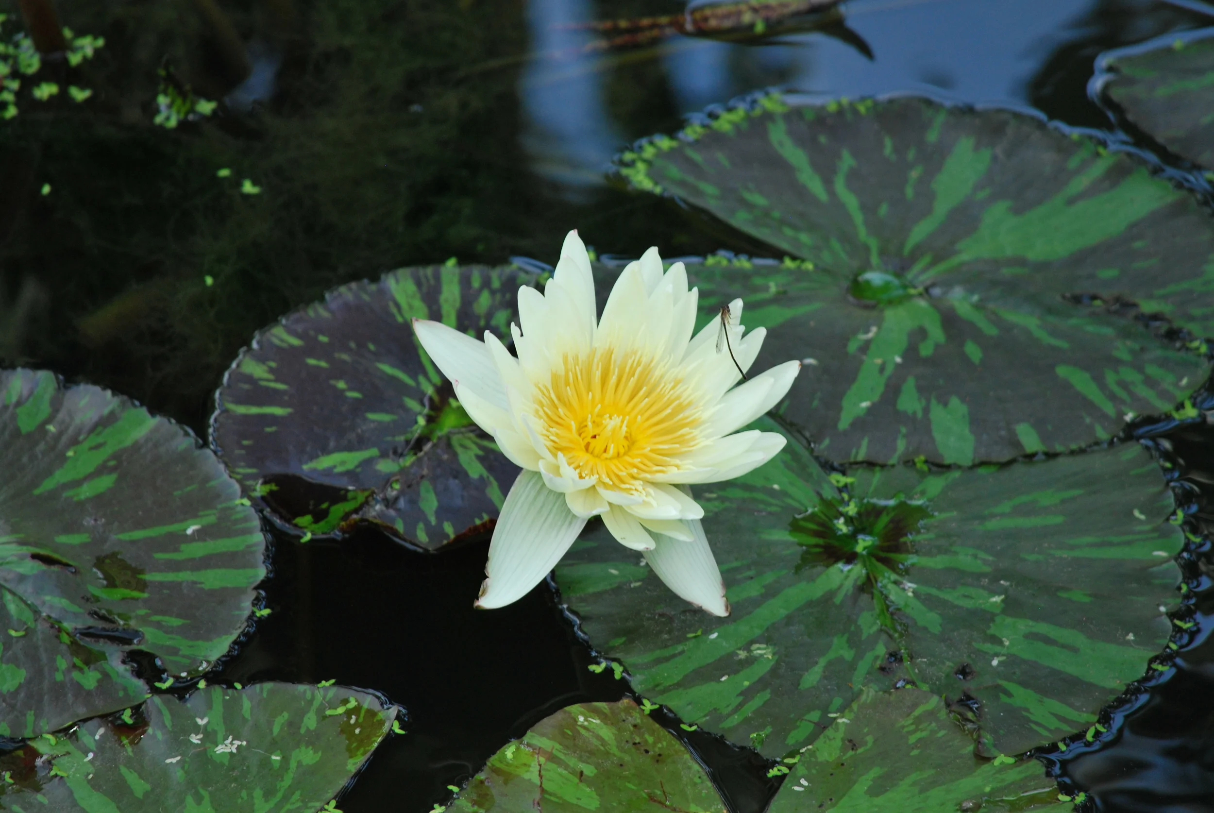 Water Lily, Kew Gardens, London, England