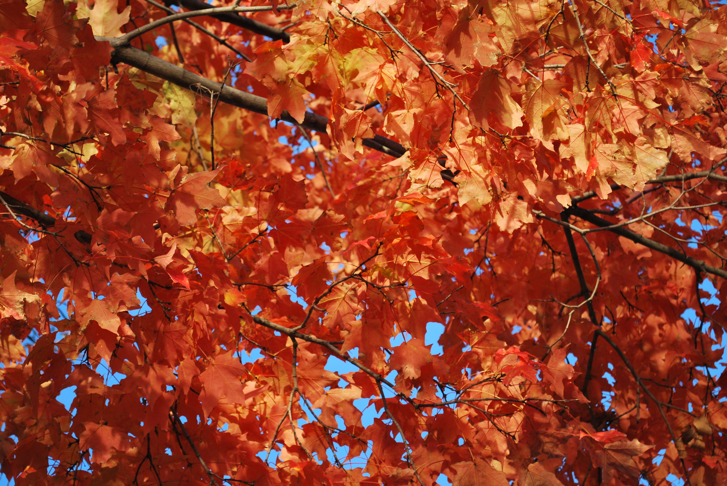 Fall Foliage Along the Susquehanna River, Harrisburg, Pennsylvania