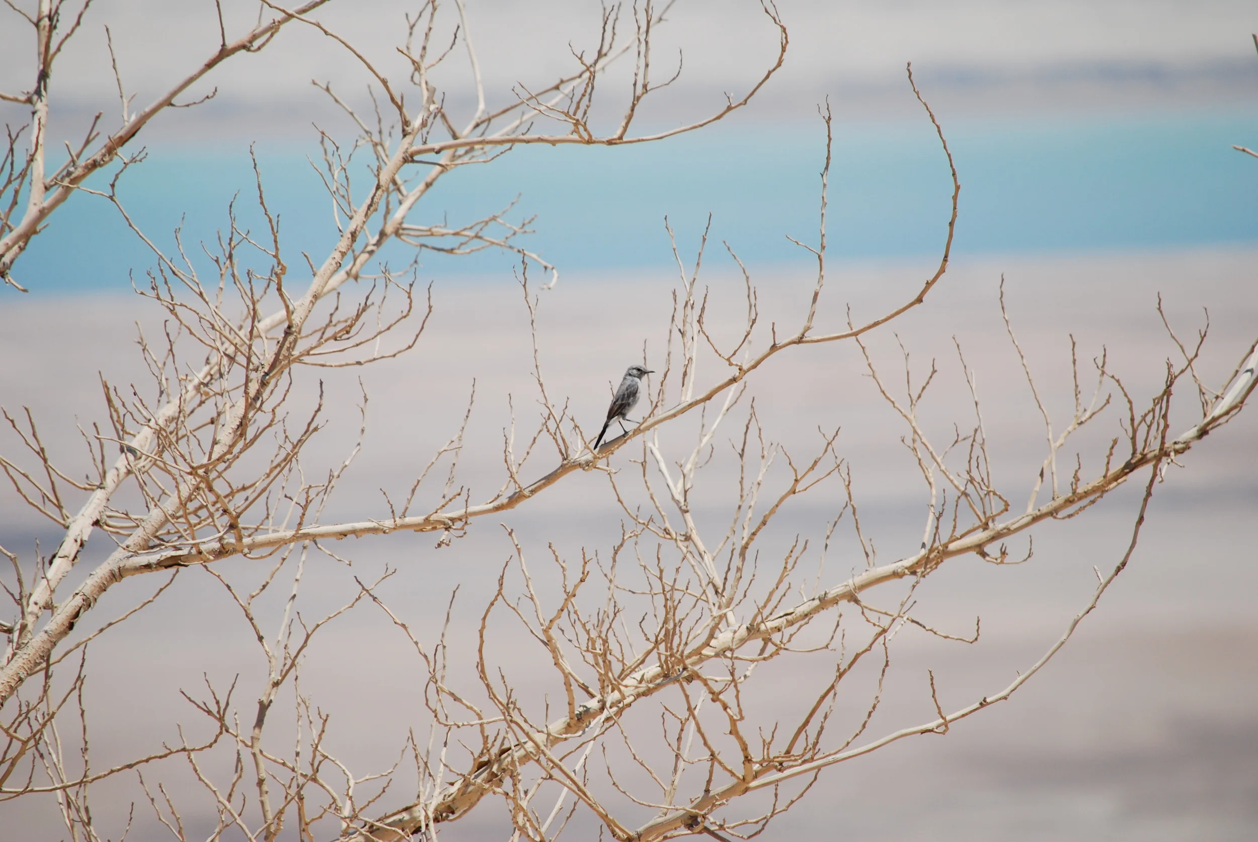 The Dead Sea, Israel