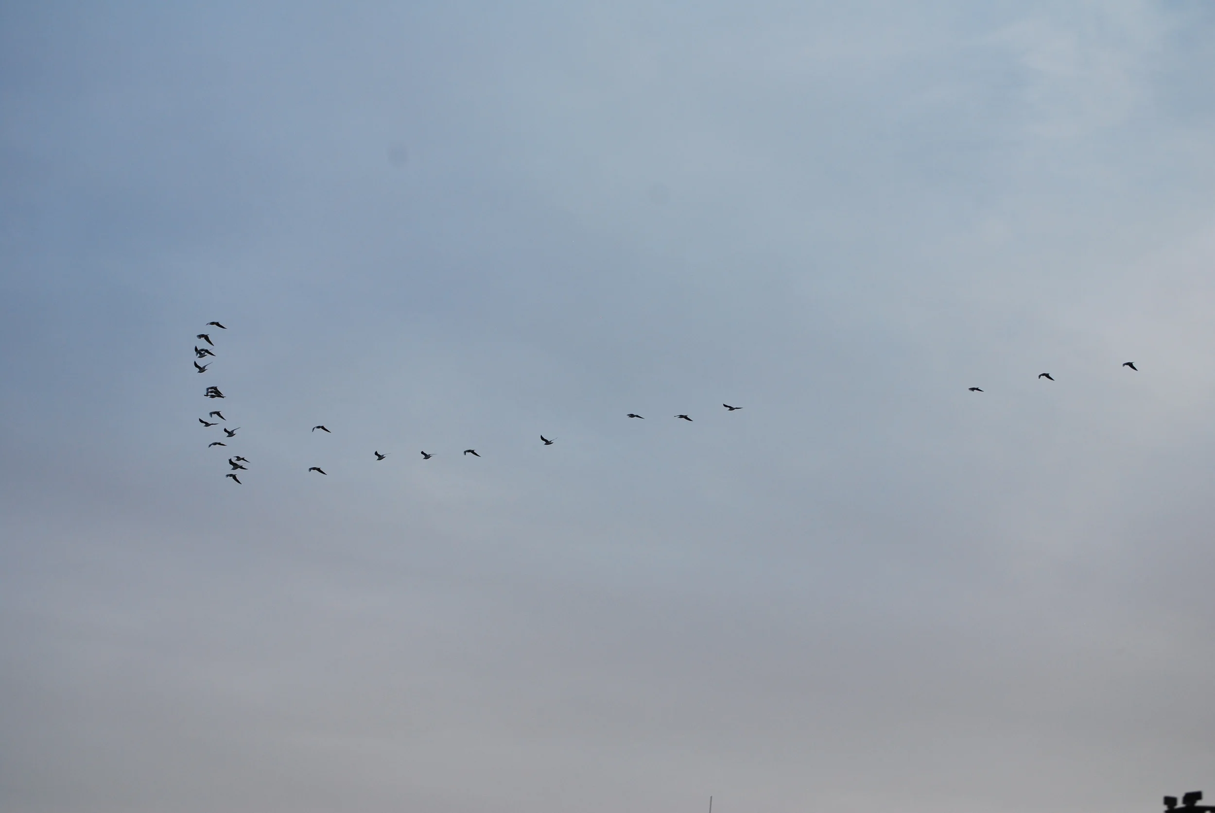 Flying in Formation, Nile River, Egypt