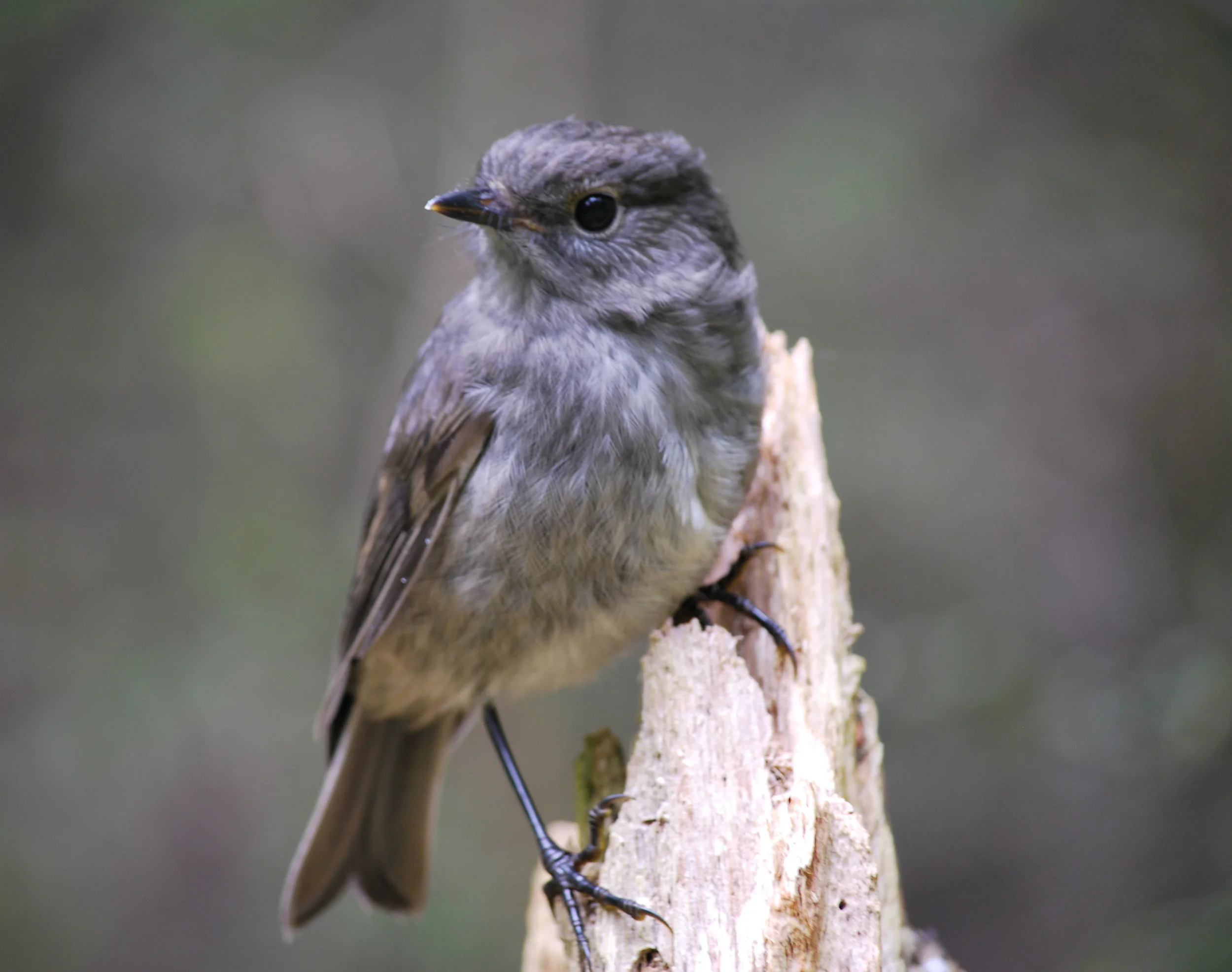 South Island Robin, New Zealand