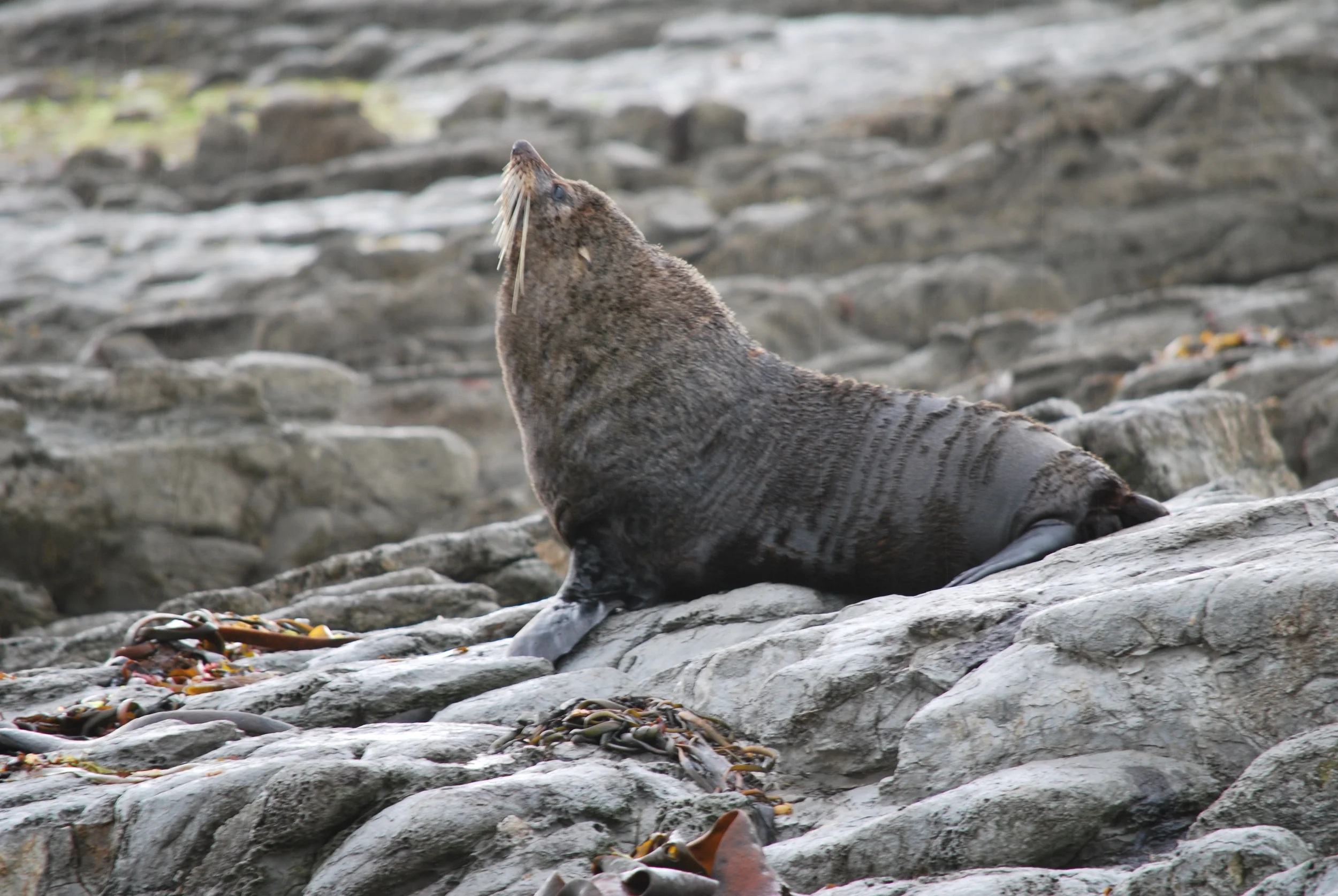 Elephant Seal, New Zealand