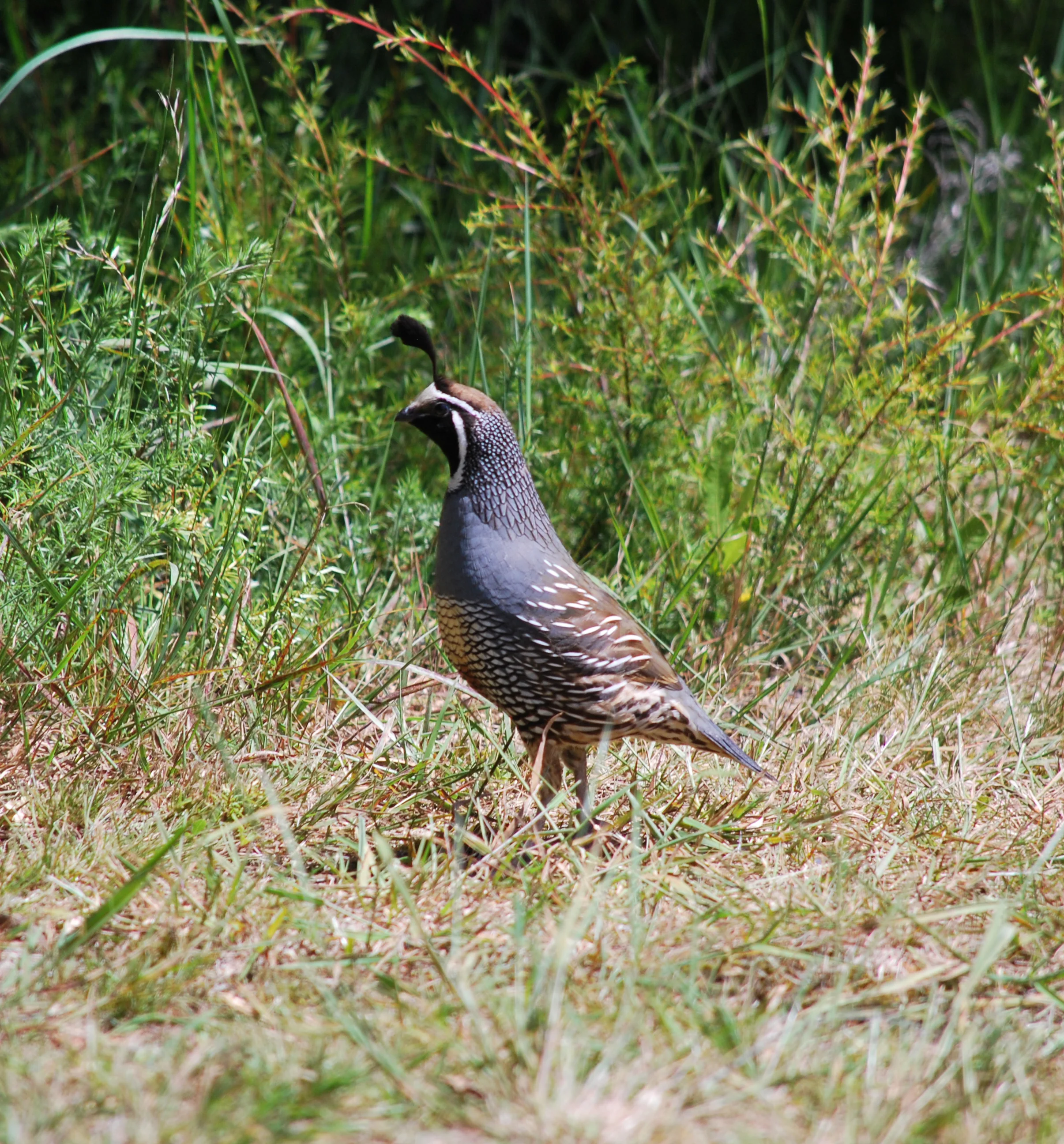 California Quail, New Zealand