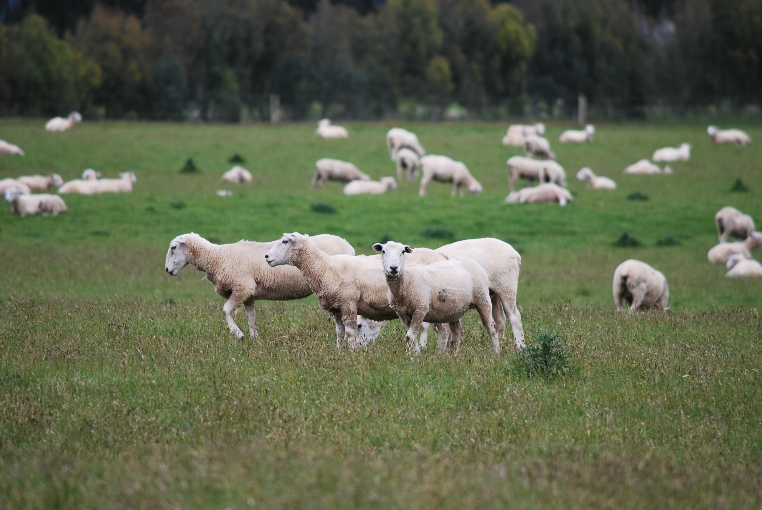 Romney Sheep, New Zealand