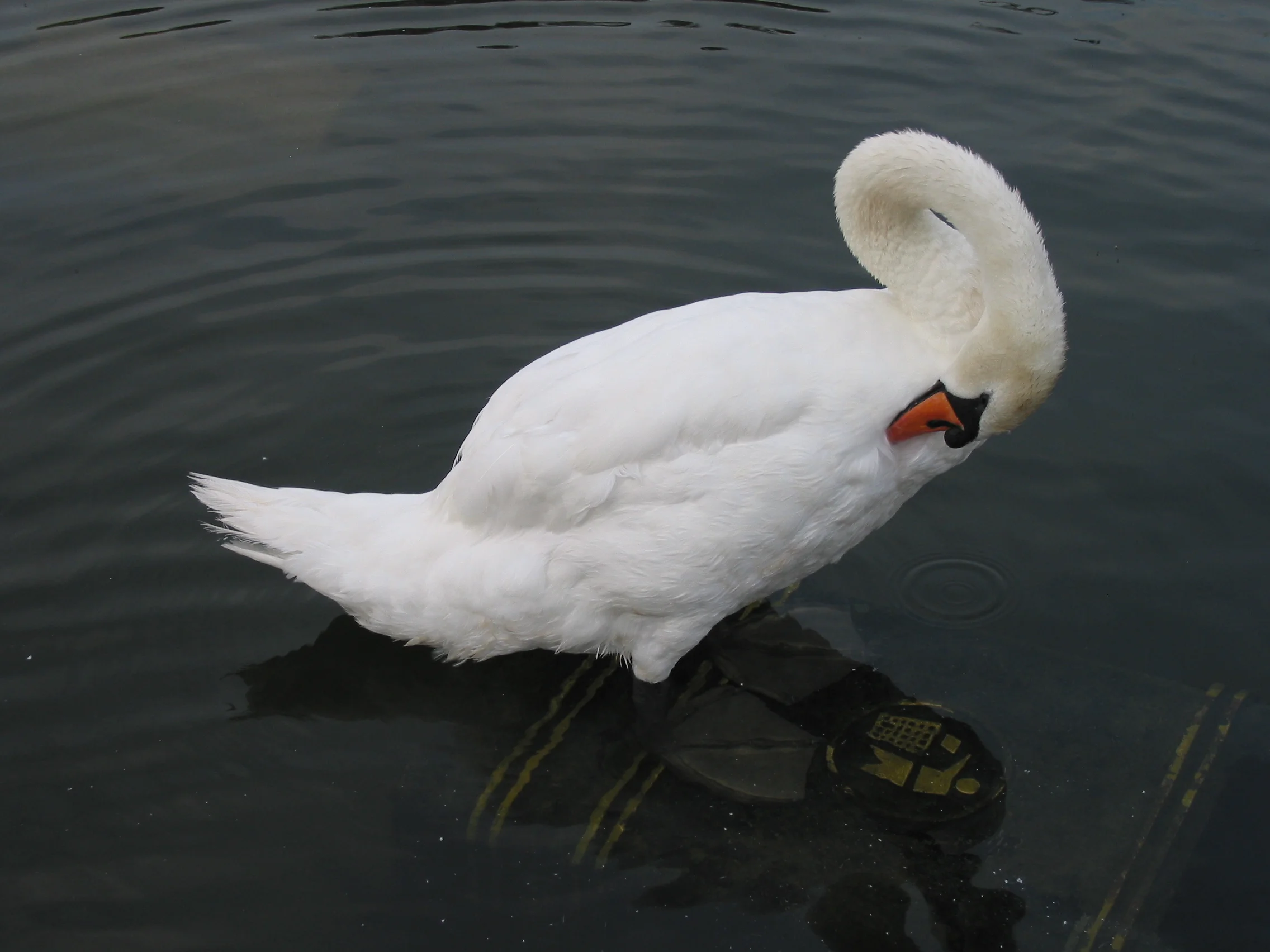 Swan, St. James Park, London, England